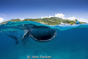Whale Shark and boat by John Parker 